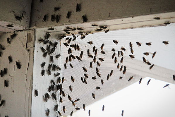 flies