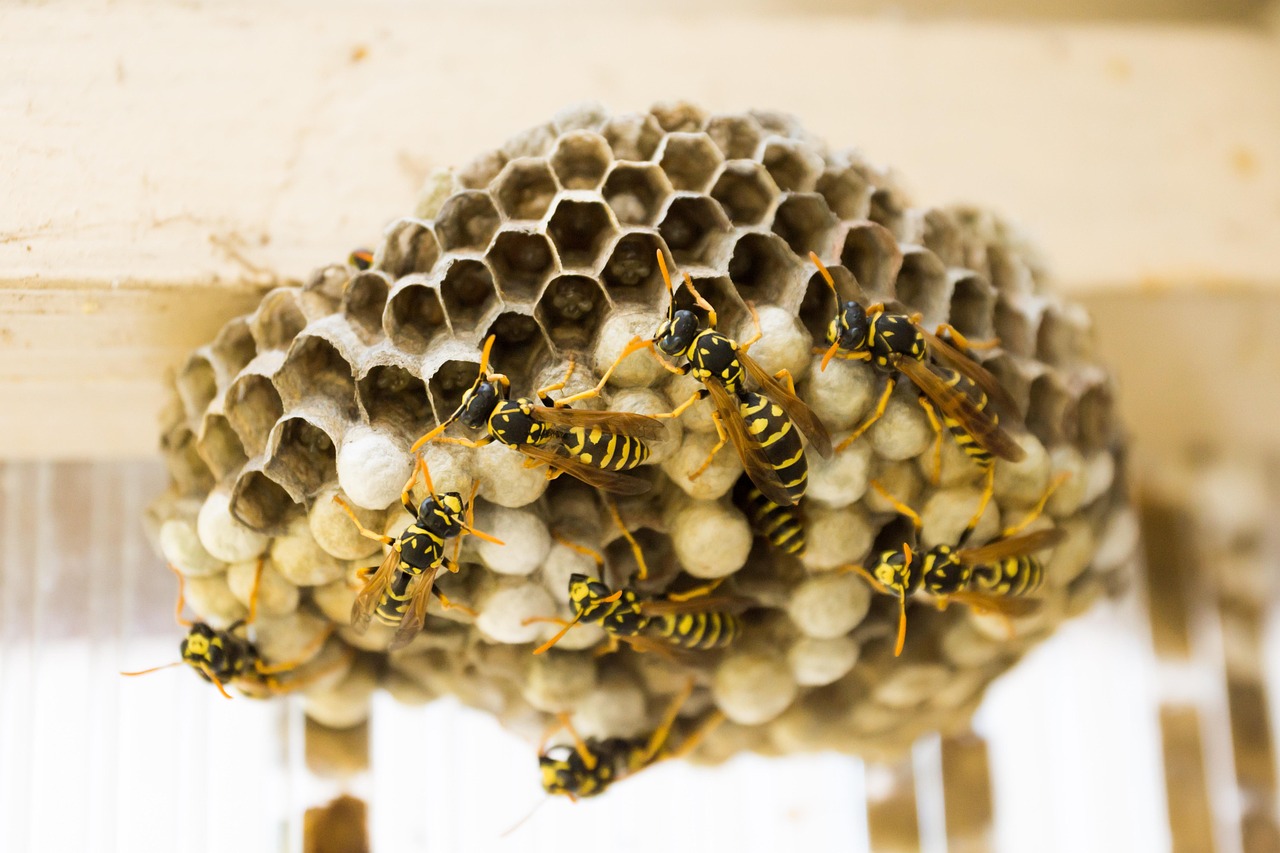 wasp-nest-335984_1280