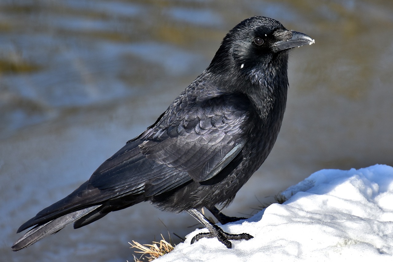 common-raven-3184260_1280