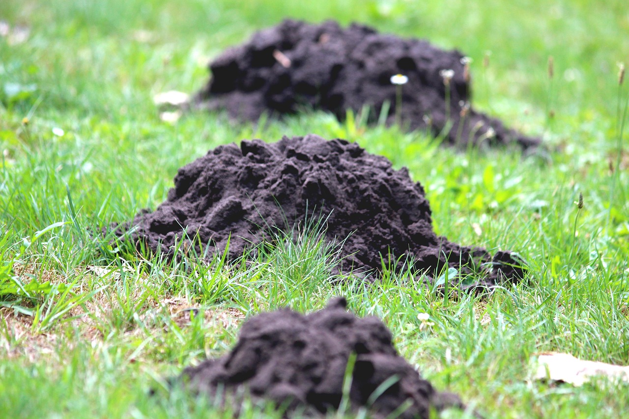 mole-hill-3615125_1280